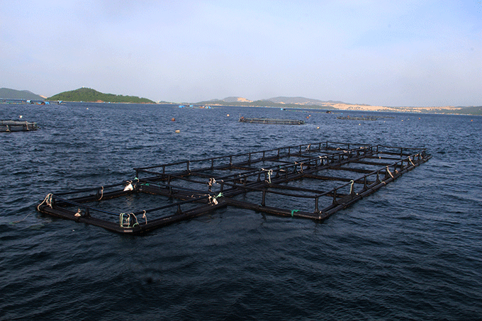 25 square 5mx5mx5m cages are used to store broodstock and rear juvenile fish