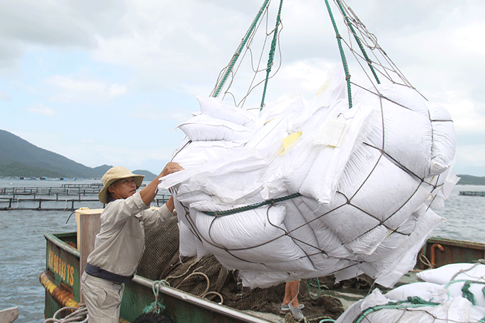 Commercial feed is used to feed snubnose pompano
