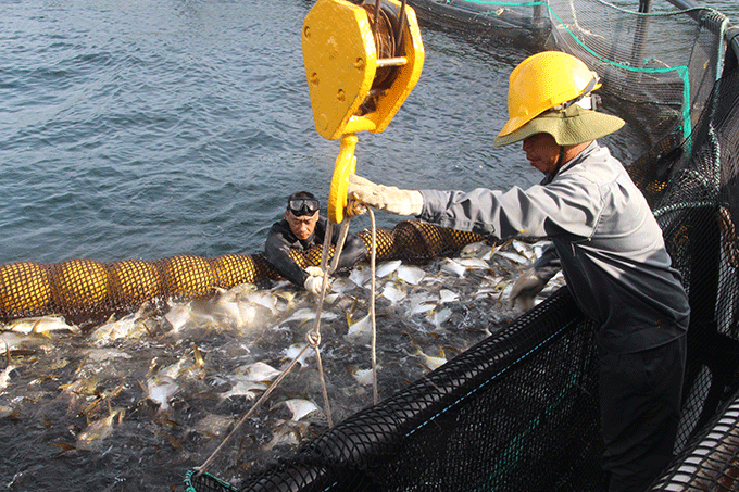 Harvesting commercial fish