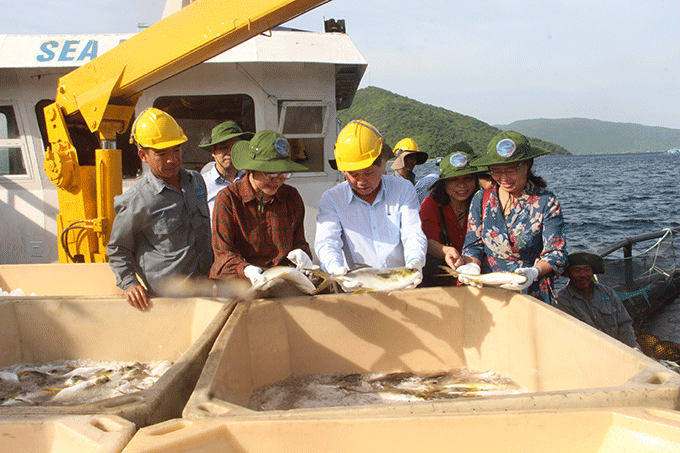 This is the first industrial-scale marine fish farm granted VietGAP certification in Vietnam 