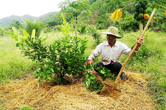 Mô hình khuyến nông trồng cam xoàn tại xã Diên Tân (huyện Diên Khánh).             
