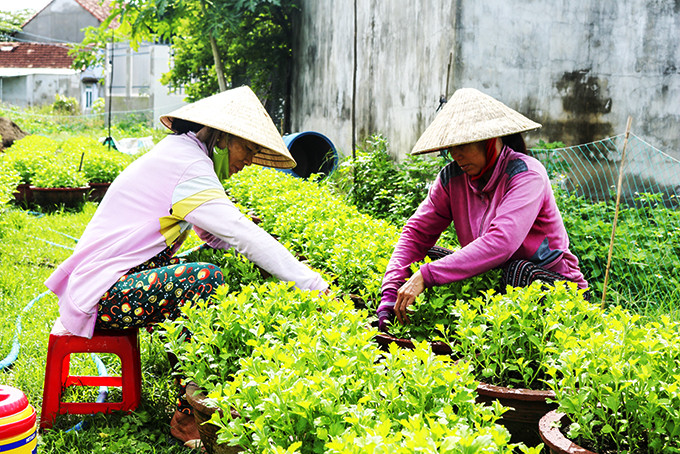 Người dân Ninh Giang chăm sóc hoa cúc Tết.