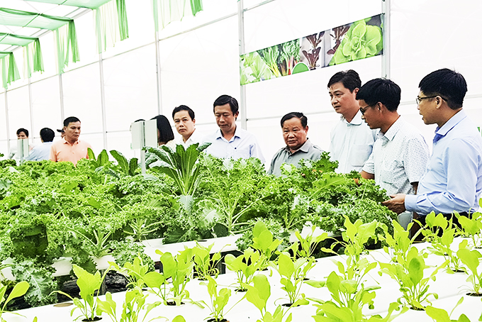Đoàn công tác tham quan mô hình trồng rau thủy canh.