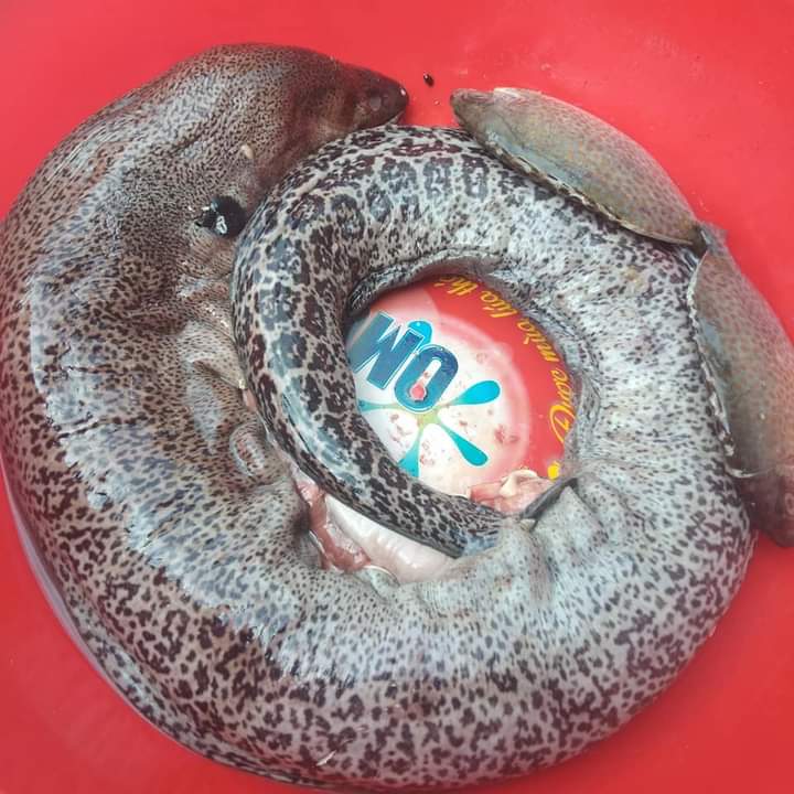 Bị ngộ độc nghi do ăn cá chình