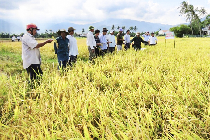 Vạn Ninh: Ứng dụng khoa học vào sản xuất nông nghiệp
