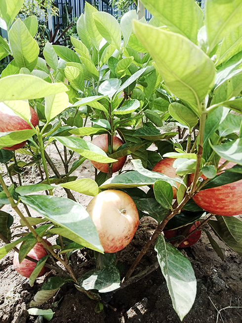 Cảnh giác chiêu lừa bán cây cảnh rởm