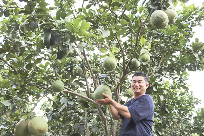 Bưởi da xanh ở hộ ông Trần Quốc Khánh. 