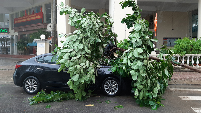 Chiếc ô tô bị cây xanh đổ xuống ở phía trước Trung tâm Điều dưỡng và chăm sóc Người có công Khánh Hòa. Ảnh N.T