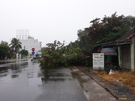 Cây đổ ngã trên Quốc lộ 1