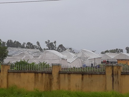 Hàng trăm m2 nhà màng của Trại Thực nghiệm Giống cây trồng Suối Dầu bị bão cuốn