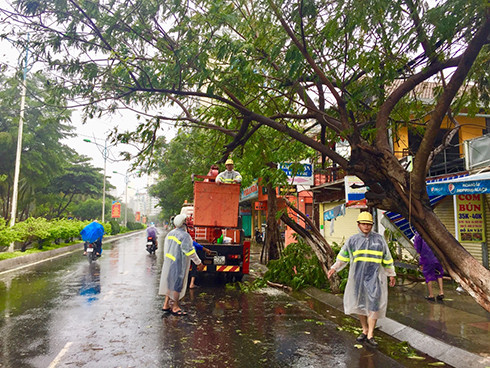 Công nhân Xí nghiệp Môi trường dọn dẹp cây gãy đổ trên đường Trần Phú 
