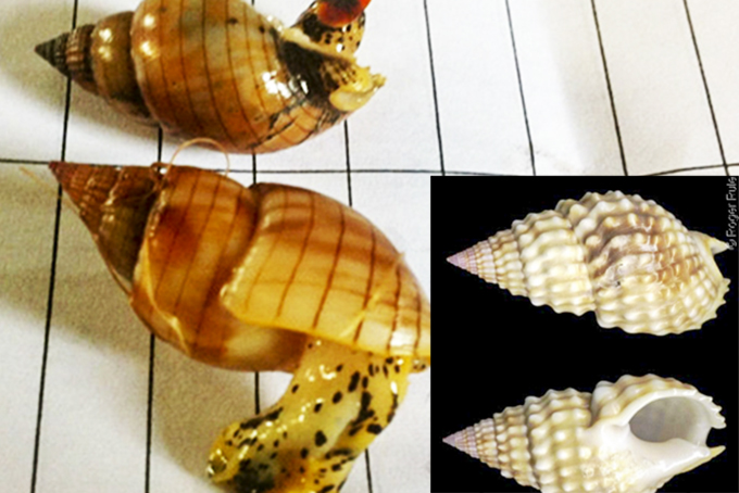 Phòng ngộ độc ốc biển