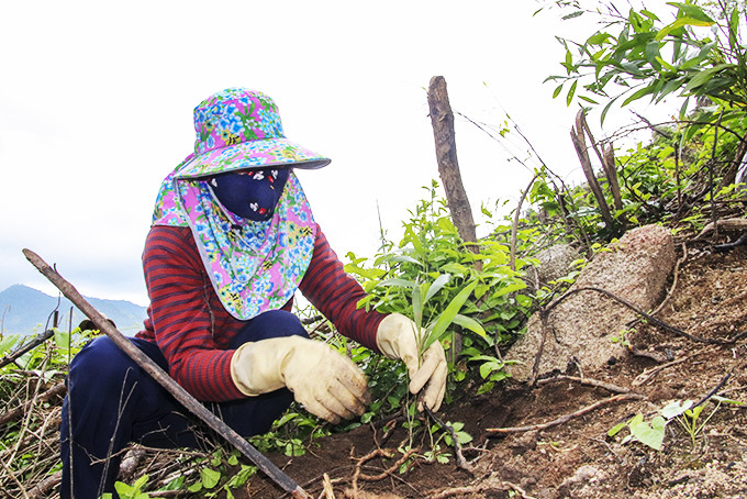 Việc triển khai chính sách hỗ trợ  trồng rừng sản xuất theo  Nghị định 75 đạt kết quả thấp.  