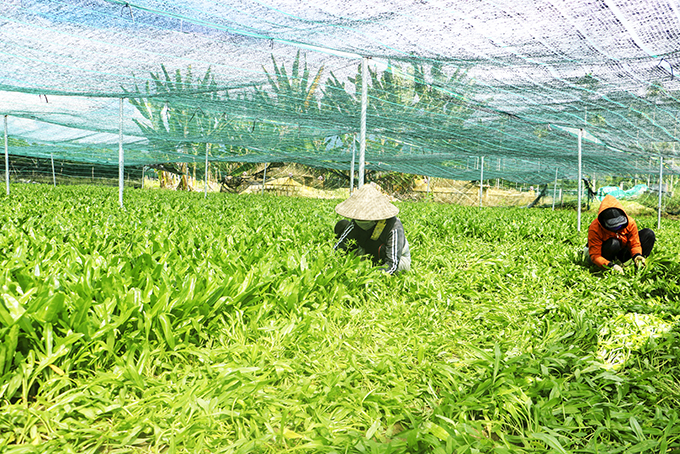 Xã Diên Phú: Hiệu quả từ mô hình trồng ngò gai