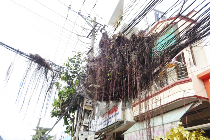 Chùm cây khô nằm trên dây điện, cáp viễn thông