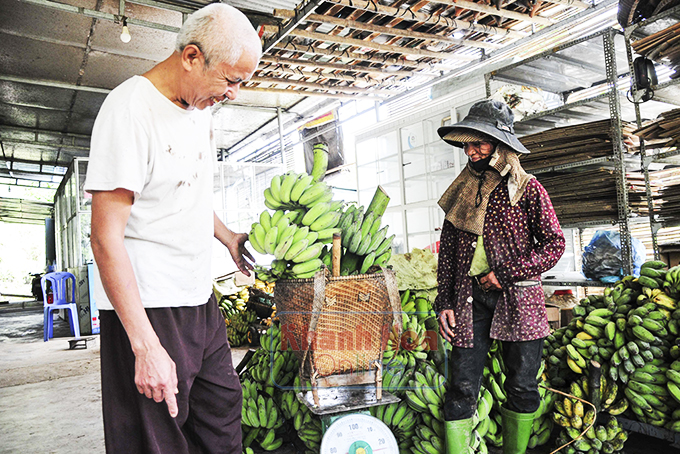 Ngọt ngào mật chuối Khánh Sơn