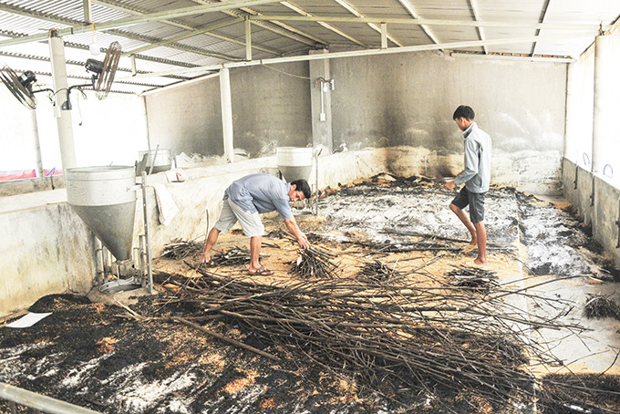 Vệ sinh, tiêu độc khử trùng chuồng trại tại một hộ chăn nuôi heo ở xã Khánh Bình vừa bị bệnh dịch tả heo châu Phi.