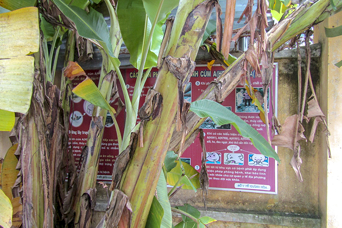 Pa nô tuyên truyền về y tế bị che khuất