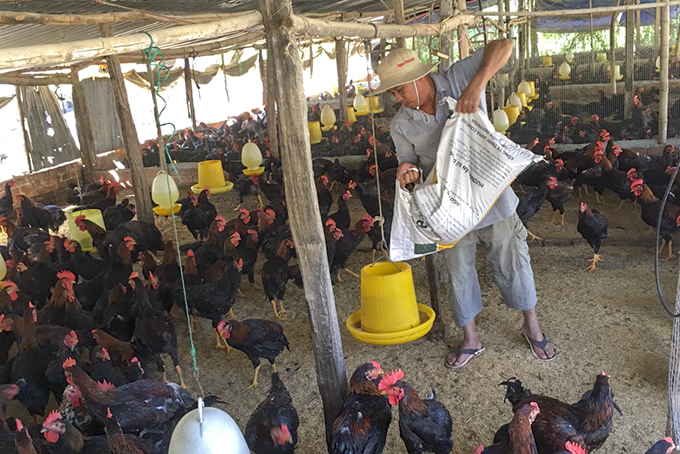 Mô hình nuôi gà của hội viên Hội Cựu chiến binh xã Diên An.  