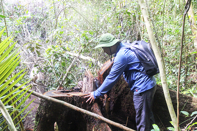 Dai dẳng nạn phá rừng