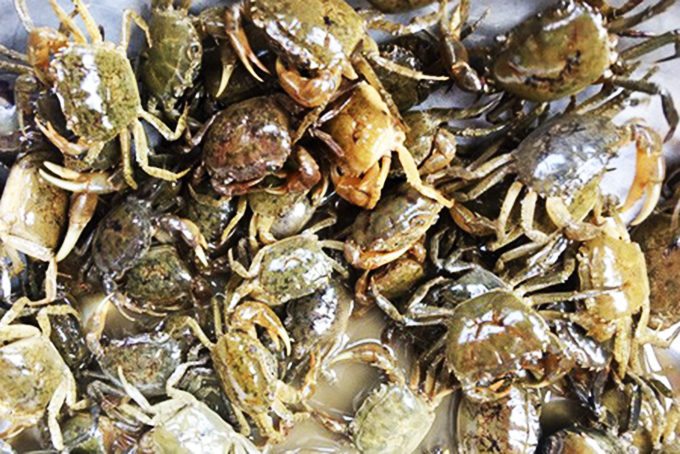 Hương vị quê nhà: Bữa cơm ấm áp