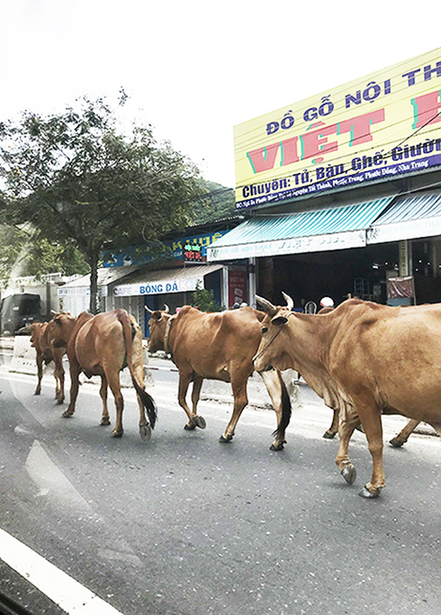 Bò thả rông trên đại lộ