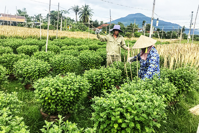 Người dân phường Ninh Giang chăm sóc hoa cúc phục vụ Tết Nguyên đán.  