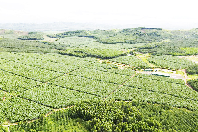 Dự án liên hợp nông nghiệp công nghệ cao Phước An  ở huyện Krông Pắc, tỉnh Đắk Lắk.