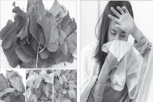 Lá dâu - vị thuốc hay