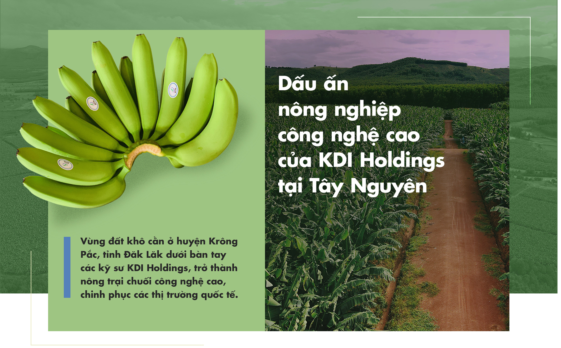 Dấu ấn nông nghiệp công nghệ cao của KDI Holdings tại Tây Nguyên