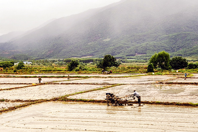 Nông dân xã Ninh Tân, thị xã Ninh Hòa chuẩn bị gieo sạ lúa đông xuân.