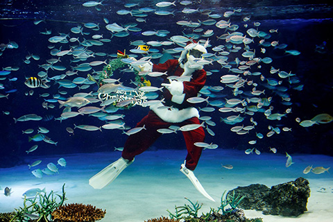 Ông già Noel trong bể cá tại Thủy cung Sunshine (Tokyo, Nhật Bản).