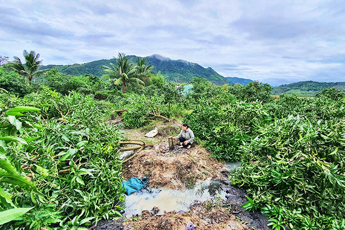 Cam Lâm: Điều tra vụ cưa hạ vườn xoài