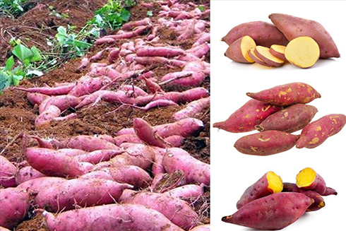 Cải thiện sức khỏe làn da bằng việc ăn khoai lang?