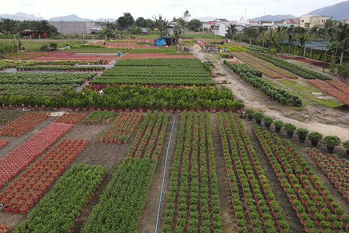 VIDEO: Người trồng hoa thấp thỏm vụ hoa Tết