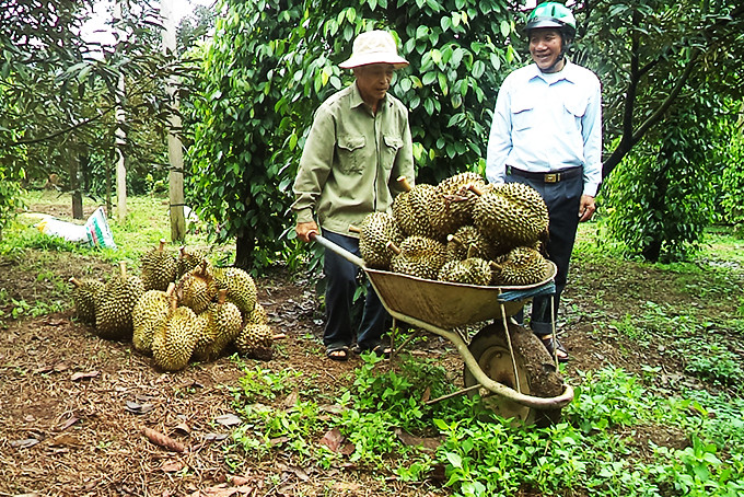 Nông dân Khánh Sơn thu hoạch sầu riêng.