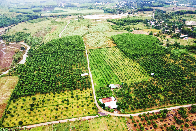 Một khu vực trồng bưởi da xanh tại xã Khánh Phú. 