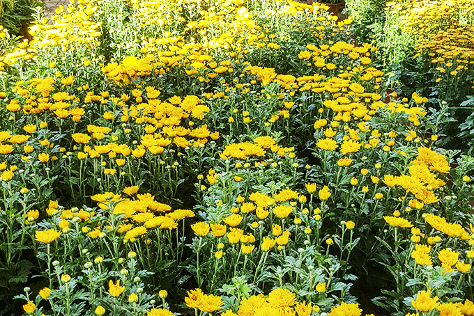 Nghĩ về những ngày cuối năm