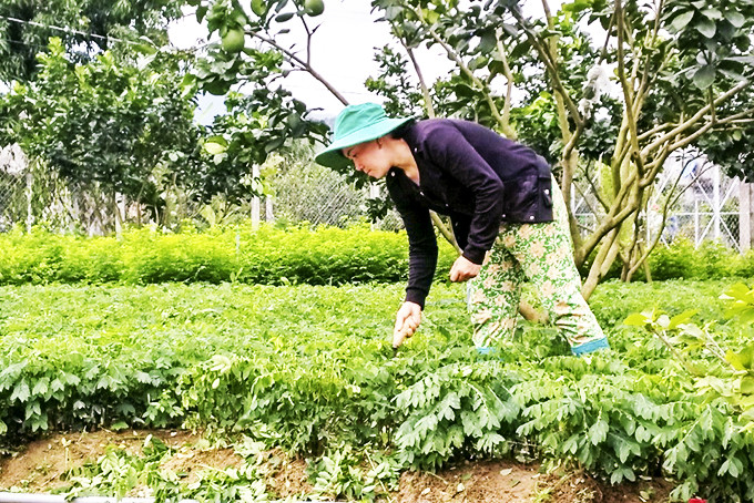 Phụ nữ xã Diên Thọ, huyện Diên Khánh với mô hình trồng rau bồ ngót sạch.  