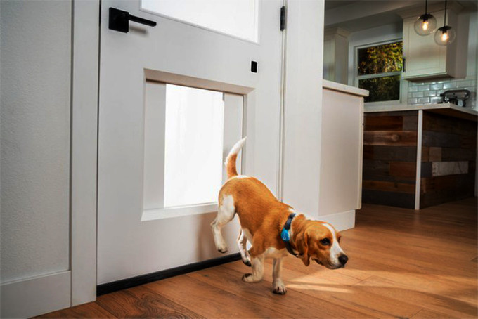 Với MyQ Pet Door, chó mèo có thể tự ra ngoài vườn dạo chơi mà không cần làm phiền chủ nhà