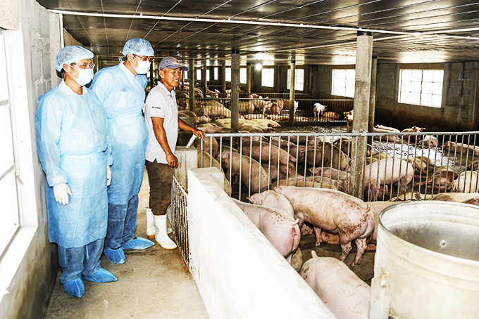 Cơ quan thú y kiểm tra công tác phòng dịch trên đàn heo của 1 hộ nuôi ở Cam Lâm.