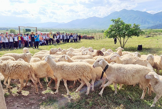 Chụp ảnh sáng tạo cùng đàn cừu tại nông trại.