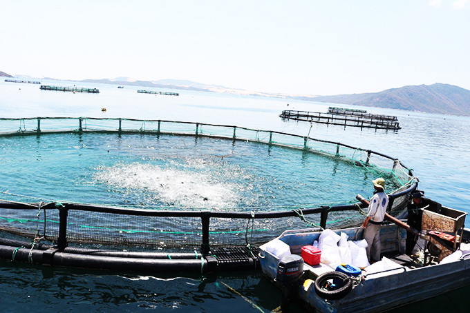 Nuôi trồng thủy sản bằng lồng HPDE (kiểu Na Uy) trên vịnh Vân Phong.