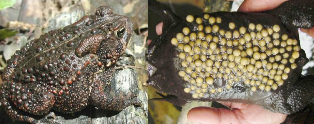 Vụ tử vong vì ăn thịt cóc ở xã Ba Cụm Nam: Mẫu thức ăn có chứa độc tố cóc