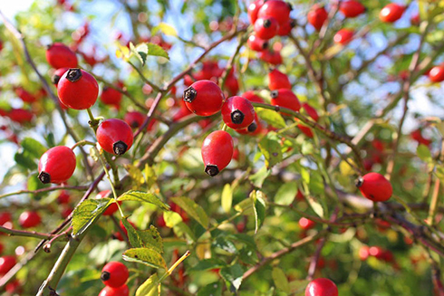 Cây tầm xuân có quả màu đỏ rất đặc trưng, sắc uống trị táo bón.