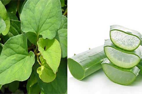 Trị mụn ẩn bằng rau diếp cá hiệu quả