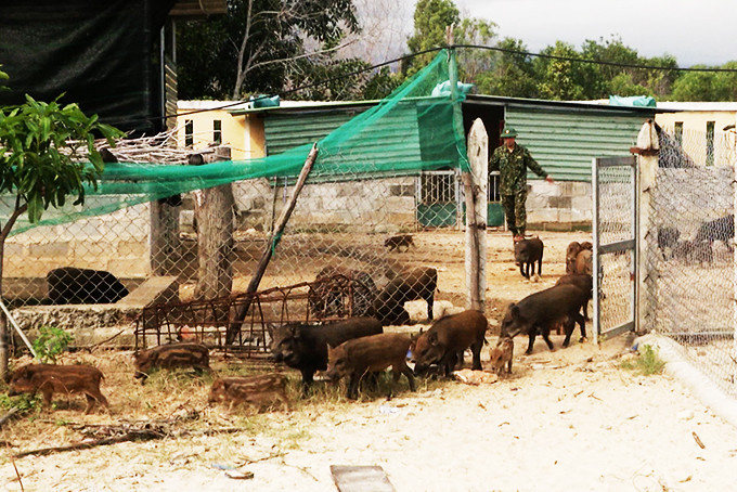 Chăn nuôi heo rừng lai ở Đồn Biên phòng Cam Hải Đông.