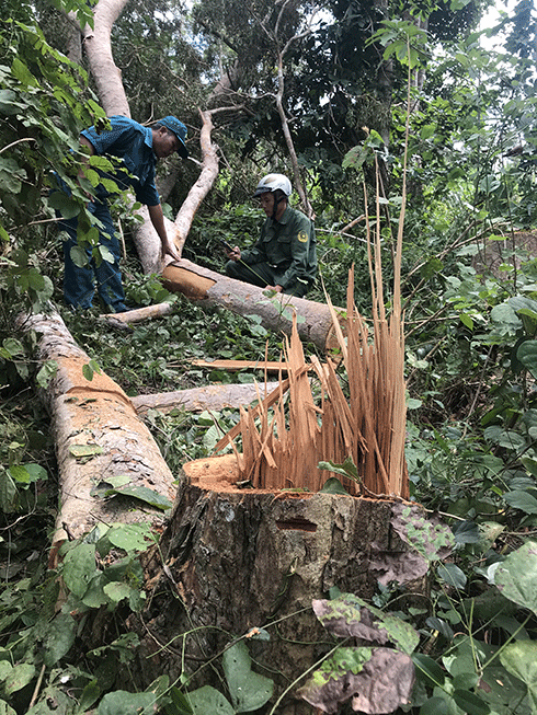 Để bảo vệ rừng căm xe Ninh Tây, Ban quản lý Rừng Phòng hộ Bắc Khánh Hòa đã tổ chức các chốt bảo vệ trong lõi rừng căm xegiữ rừng trong