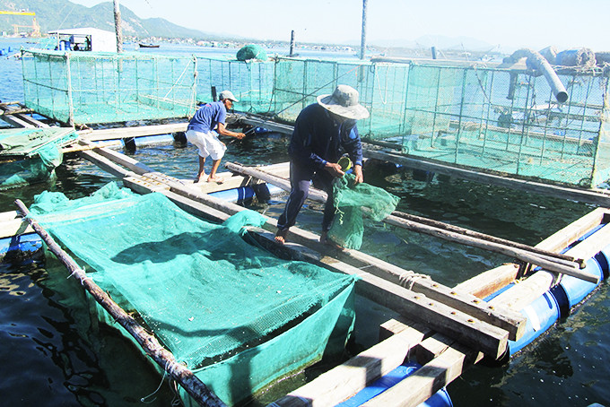 Người nuôi tôm ở Cam Ranh sử dụng lại túi lưới đựng thức ăn giảm ô nhiễm môi trường.
