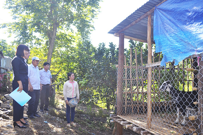 Ban Dân tộc HĐND tỉnh khảo sát trồng bưởi da xanh và nuôi dê của gia đình anh Cao Văn Lếp.